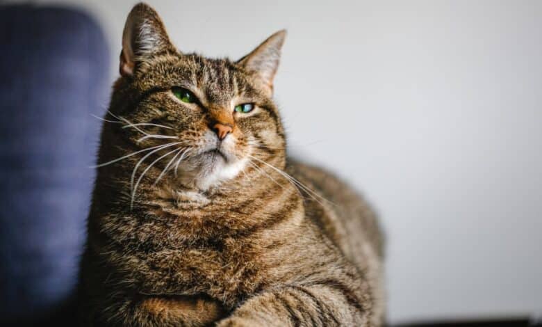 قطة - الهلال