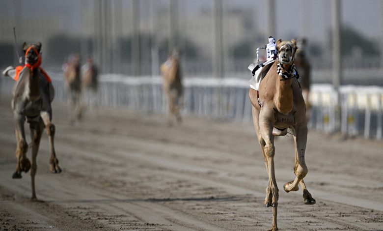مهرجان خادم الحرمين للهجن