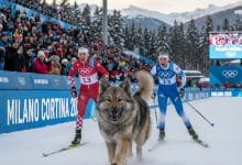 كلب يقتحم سباق التزلج - المصدر gemini