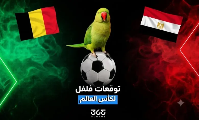 العصفور فلفل يتوقع الفائز من مباراة مصر وبلجيكا