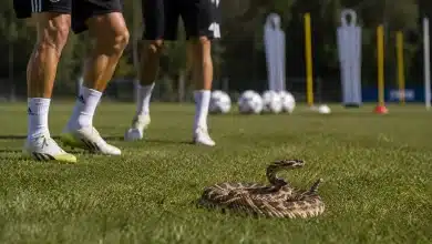 خطر في كأس العالم 2026.. الثعابين السامة تهدد معسكرات 3 منتخبات! - المصدر: شات جي بي تي